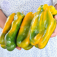 BELLFARM 100+ Rare Yellow Monster Sweet Pepper Seeds, giant organic vegetables BD052H