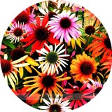 UK Imported Mixed Echinacea purpurea Coreflower Seeds, Professional Pack, 100 Seeds / Pack, Easy to grow Very Beautiful