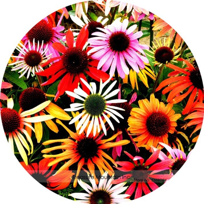 UK Imported Mixed Echinacea purpurea Coreflower Seeds, Professional Pack, 100 Seeds / Pack, Easy to grow Very Beautiful