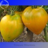Rare Cherokee Golden Big (Dark Brandy, korol sibiri, German bi-color, RU taosiy) Tomato Seeds, 100 Seeds / Pack, Edible