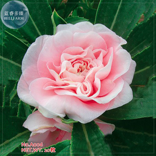 BELLFARM Pink Garden Balsam Perennal Impatiens Flower Seeds, 20 seeds, original pack, big blooms multi-petalled garden flowers