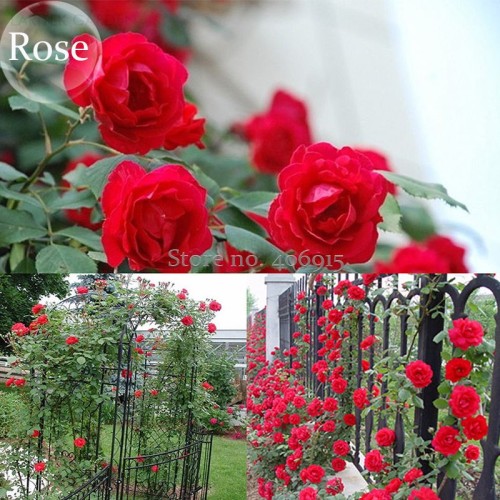 Heirloom Fresh Red Climbing Rose flowers, 50 Seeds, fragrant charming garden rose light up your garden E3618