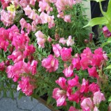 Rare Colorful Snapdragon Flower Mixed Antirrhinum Majus, 50 Seeds, long flowering light up your garden E3613