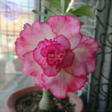 BELLFARM Adenium White Light Pink Petals with Rose Red Centre Flower Seeds, 2 seeds, 5-layer big blooms balcony home garden