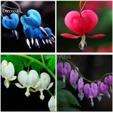 Lamprocapnos spectabilis Mixed Bleeding Heart Perennial Herbs Flower, 5 seeds, Exotic Blooms Ornament Plant TS244T
