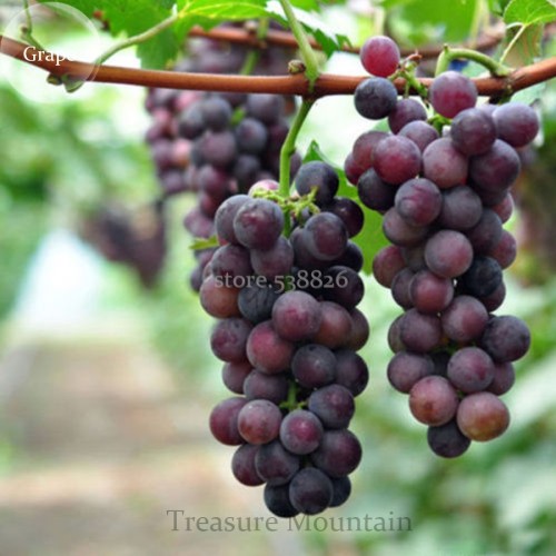Mixed 6 Varieties of Grape Seeds, 15 seeds, Vinifera Delicious Fresh Fruit TS248T
