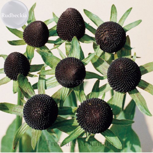 100% Genuine Green Wizard Rudbeckia Seeds, 50 Seeds, perennial chrysanthemum flowers TS223T