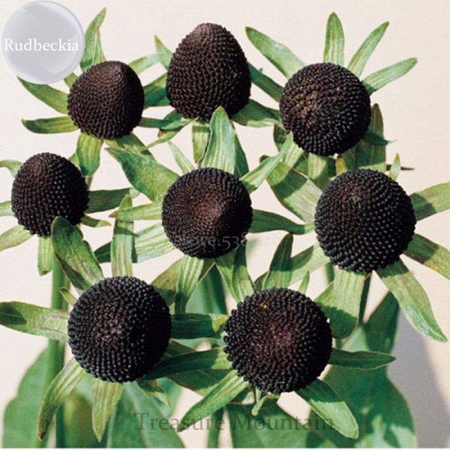 100% Genuine Green Wizard Rudbeckia Seeds, 50 Seeds, perennial chrysanthemum flowers TS223T