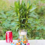 1 Professional Pack, 200 Seeds / Pack, Rare Bambusa Multiplex Seeds, Heirloom Best Indoor Bamboo New Hedge Bamboo