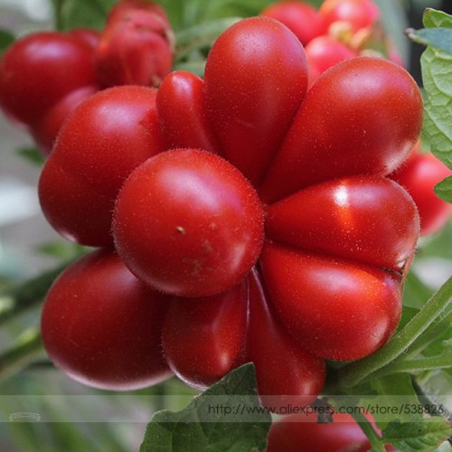 Unusual Rare Heirloom Reisetomate Tomato Lycopersicon lycopersicum Seeds, Professional Pack, 100 Seeds / Pack #NF961