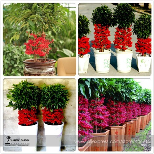 Ardisia crenata Bonsai Christmas Berry Ornamental Perennial Tree Seeds, Professional Pack, 10 Seeds / Pack, Coralberry Tree