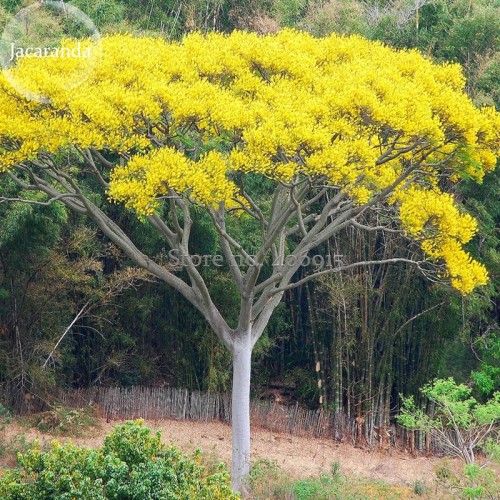 Schizolobium parahyba Yellow Jacaranda Giant Brazilian Fire Fern Tree, 2 seeds, ornamental tree E3955