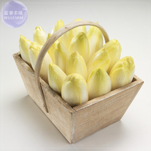 BELLFARM Belgium Endive Chicory Seeds, 20 Seeds, Professional Pack, organic witloof gourmet salad vegetables BD074H