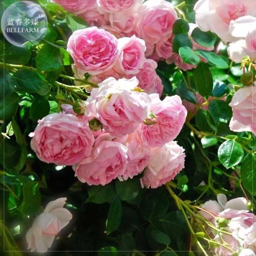 BELLFARM Rose Heirloom Climbing Flower Seeds, 50 Seeds, strong fragrant attracting bees butterflies E4196