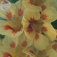 Nasturtium - Peach Melba Seeds, 8 Seeds, Professional Pack, heirloom flower seeds E4089
