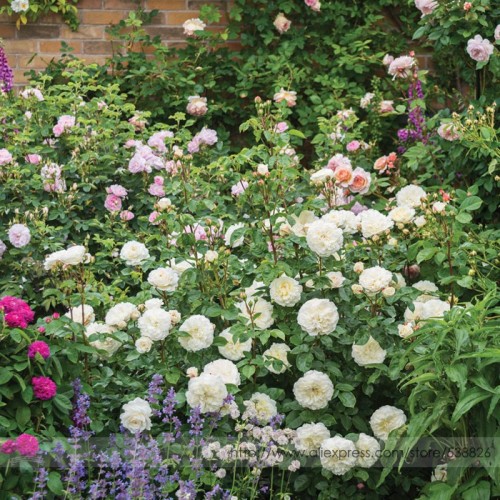 Rare 'Tranquillity' Radiant Ravishing Pure White Fragrant Rose Flower Seeds, Professional Pack, 50 Seeds / Pack, Easy to Grow