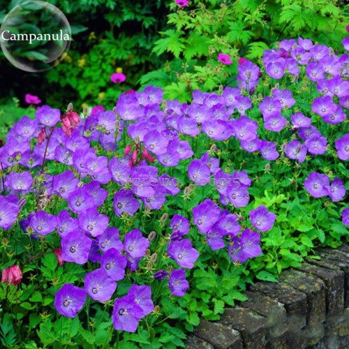 Rare Beautiful Purple Campanula Groundcover Plants for flower bed, 50 Seeds, attract the butterfly improve the environment E3649