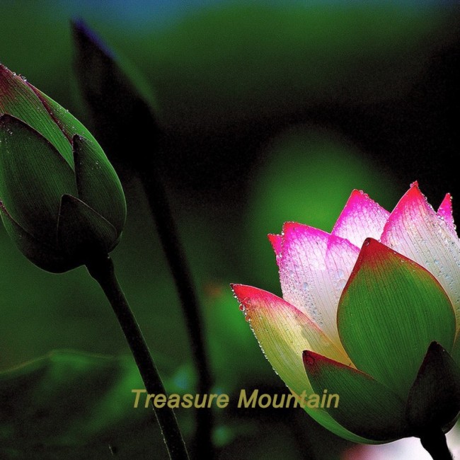 1 Professional Pack, 1 seeds / pack, 'Helena Rubinstein' Red Lotus Flower Water Lily Flower Aquatic Plants DIY #NF215