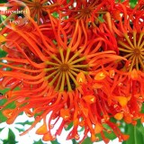 Firewheel Tree Stenocarpus sinuatis, 2 seeds, ornamental perennial flowers E3780