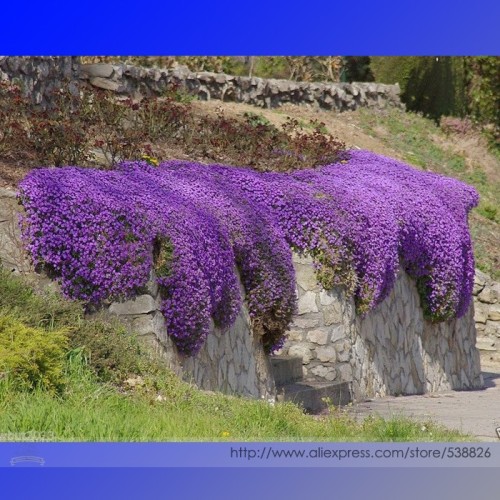 Cascade Purple Aubrieta Flower Seeds, Professional Pack, 250 Seeds * 1 Pack, Perennial Groud Cover Deer Resistant #NF908