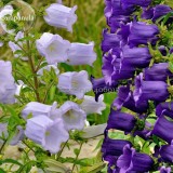 Rare Light Dark Purple Campanula Bellflower Flowers, 50 Seeds, Canterbury Bell Bluebell light up your garden E3643