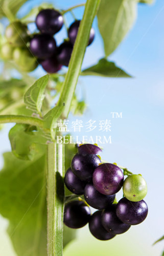 BELLFARM Black Nightshade Garden Huckleberry Organic Fruit Seeds, 200 seeds, hound's berry small-fruited wonder berry