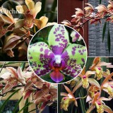 Rare Purple Green Bonsai Orchid Flower seeds, 100 Seeds, new style attractive butterfly light up your garden E3670