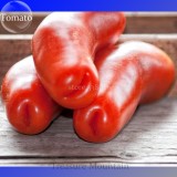 Rare Auria Adam Tomato Hybrid Seeds, Professional Pack, 100 Seeds / Pack, Tasty Sweet Fruits