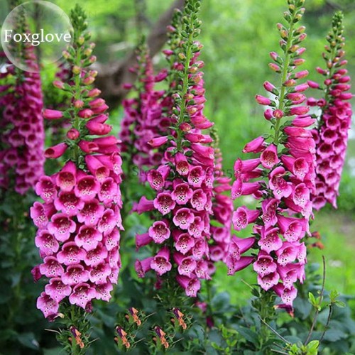 Purple Foxglove Flowers, 100 Seeds, home garden digitalis flower plant balcony decor E3804