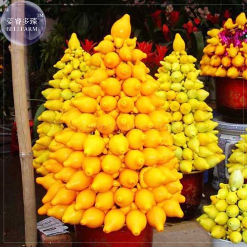 BELLFARM Solanum mammosum Yellow Nipple Fruit Seeds, 16 Seeds, ornamenatal edible titty fruit BD067H