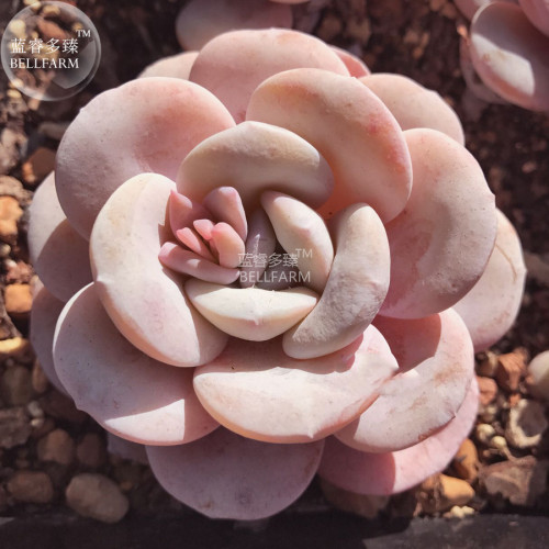 BELLFARM Echeveria Lauii Pink Succulent Lovely Plant Seeds, professional pack, 100% right varieties bonsai heirloom seeds 10 seeds