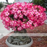 1 Professional Pack, 2 seeds / pack, Adenium Obesum Red Desert Rose Flowers Seeds #NF284