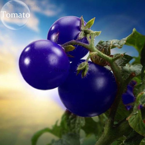 Mixed Pear-shaped and Round Purple Cherry Tomato, 100 seeds, edible organic balcony fruit pot bonsai Non-GMO Plant E3771