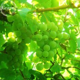 Mixed Grape Vitis Vinifera Vine Delicious Fresh Fruit, 15 seeds, organic grape fruits E3773