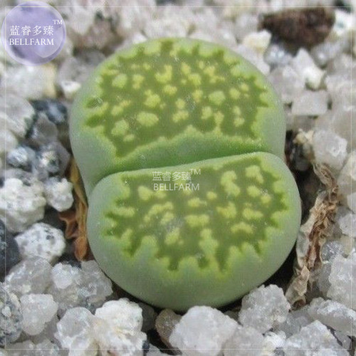 BELLFARM Lithops Mixed 9 Types Succulent Seeds, 10 seeds, professional pack, lovely livingstones bonsai garden home E4341U