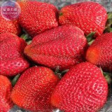 BELLFARM Strawberry Heirloom Imported Seeds, 100 seeds, tasty organic / hybrid sweet fruits E4198