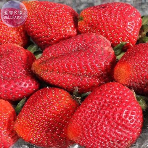 BELLFARM Strawberry Heirloom Imported Seeds, 100 seeds, tasty organic / hybrid sweet fruits E4198
