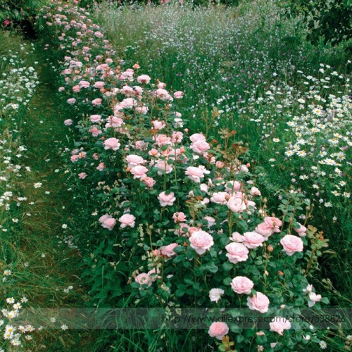 Rare 'Queen of Sweden' Pink Rose Shrub Flower Seeds, Professional Pack, 50 Seeds / Pack, Light Fragrant Garden Flowers #NF854
