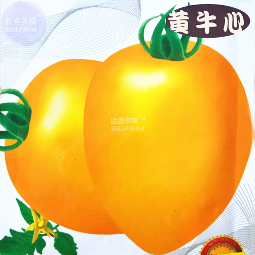 BELLFARM Tomato Yellow 'Beef Heart' Organic Vegetable Seeds, 200 seeds, original pack, indeterminate sweet big fruits
