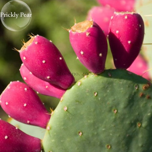Rare Green Cactus with red flowers Prickly Pear Succulent Plants, 10 Seeds, edible ornamental bonsai cacti E3836