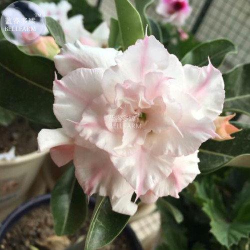 BELLFARM Adenium Light Pinkish White Flower Seeds, 2 seeds, 6-layer big blooms home bonsai desert rose plants E4297