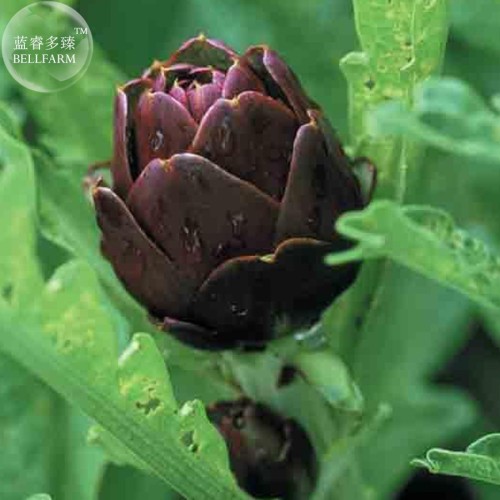 Rare Italian Artichoke Seeds, professional pack, 4 Seeds, heirloom VIOLETTA DI CHIOGGIA vegetables TS308T