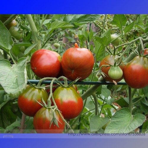 Rare Heirloom Japonskij Black Truffle Tomato Organic Seeds, Professional Pack, 100 Seeds / Pack, Lycopersicon Esculentum #NF960