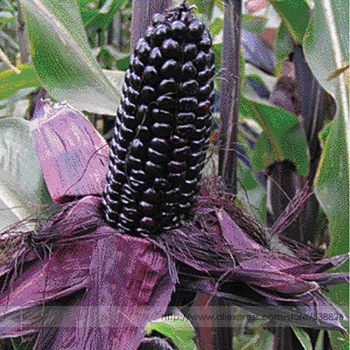 Suntava Full Season Purple Hybrid Corn Seeds, Professional Pack, 10 Seeds / Pack, Edible Non-gmo Maize #NF979