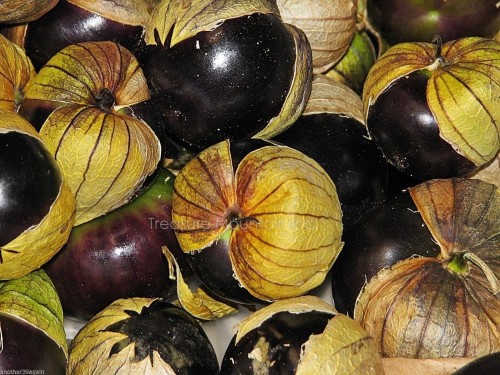 Black Royal Little Cherry Tomato Organic Seeds, Professional Pack, 100 Seeds / Pack, They Keep Well After Harvest #TS016