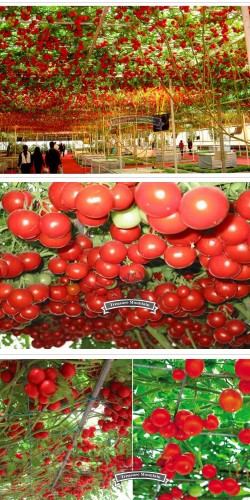 1 Original Pack, 5 seeds / pack, Perennial Tomato Giant Trees, Outdoor Greenhouse Available, Heirloom Tomato Seeds