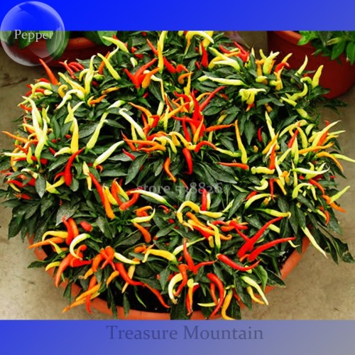 100% Genuine Capsicum Dream Sally Ornamental Pepper, 15 seeds, colorful bonsai vegetables TS239T