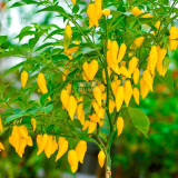 BELLFARM Chilli Peruvian Lemon Yellow Hot Pepper Seeds, 15 seeds, rare South American citrus flavoured chilli