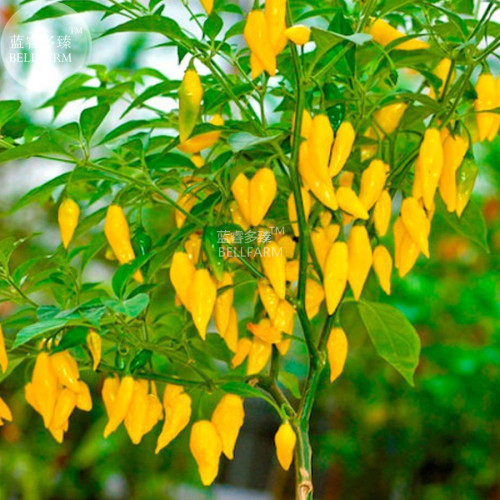 BELLFARM Chilli Peruvian Lemon Yellow Hot Pepper Seeds, 15 seeds, rare South American citrus flavoured chilli