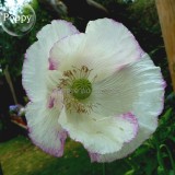 Rare Beautiful White Poppy Flowers with little red spots, 100 Seeds, new style attractive butterfly light up your garden E3668